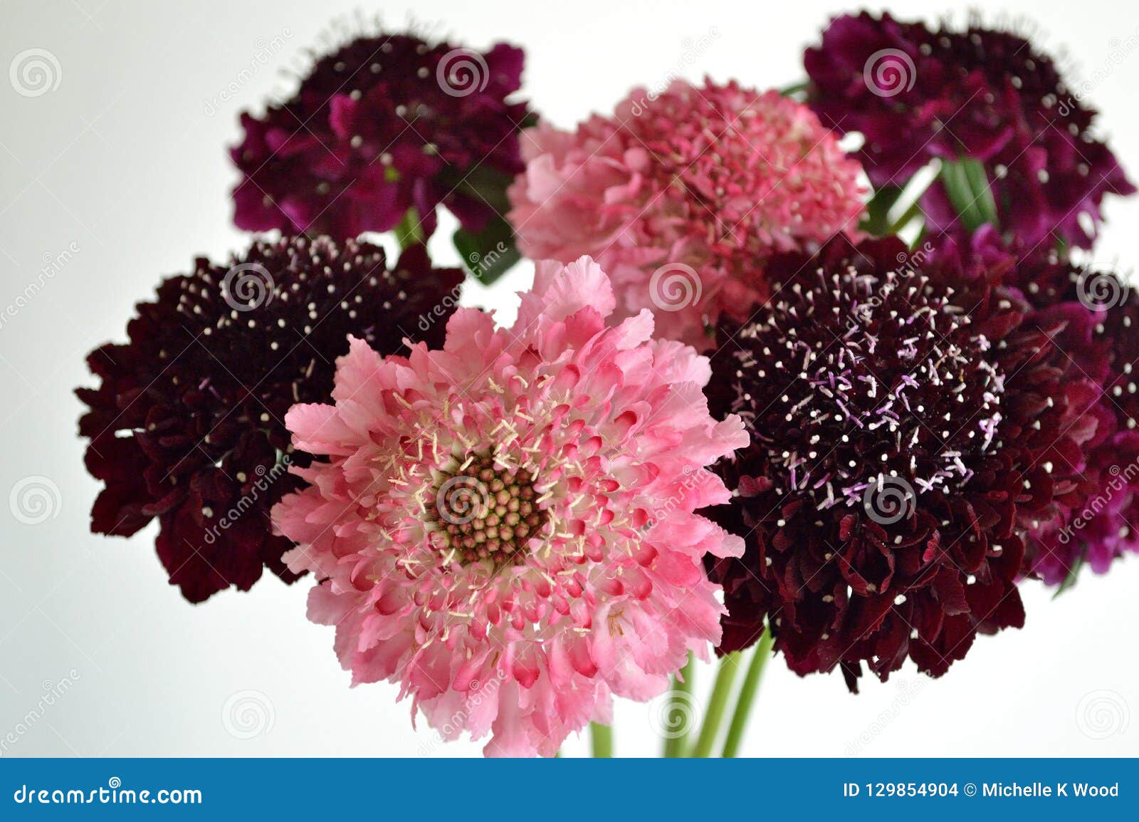 Salmon Queen Black Pompom Black Knight Pincushion Flower Bouquet White Background Stock Photo Image Of Black Knight 129854904
