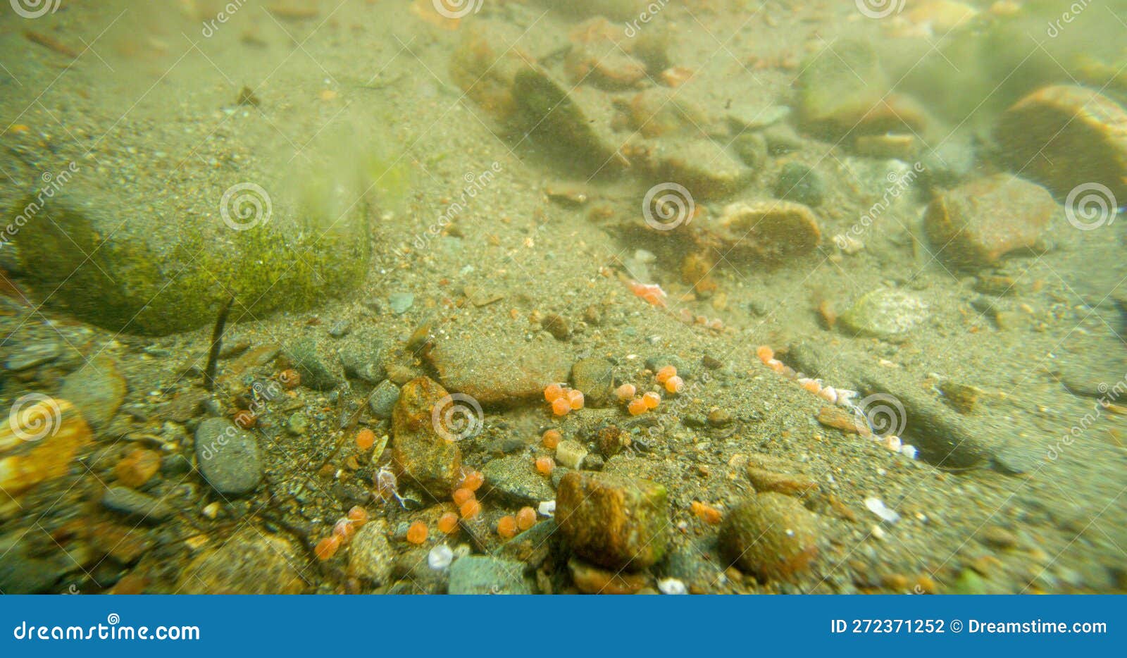 Salmon Roe Next To Rocks at the Bottom of a River. Underwater ...