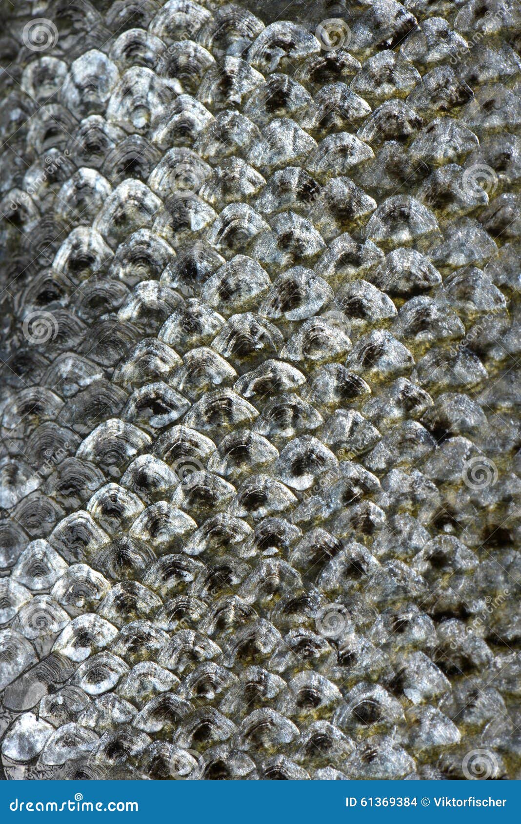 Salmon Silver Skin Background Stock Photo - Image of backgrounds, scale