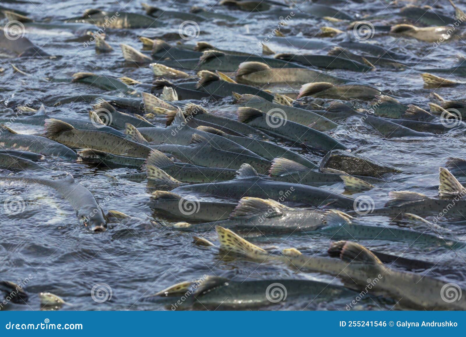 Spawning salmon stock photo. Image of side, upstream 255241546