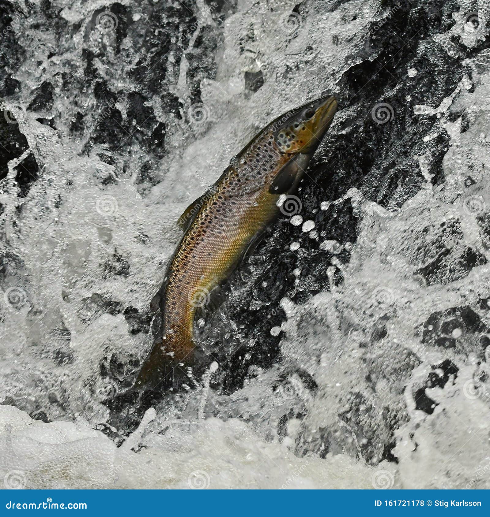 salmon brown trout trying to get upstream in a river