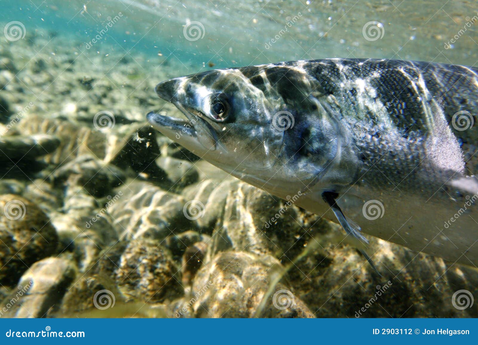 Salmon underwater stock photo. Image of trout, atlantic 2903112