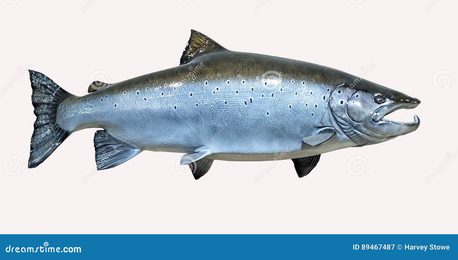 Salmões atlânticos montados em um fundo branco