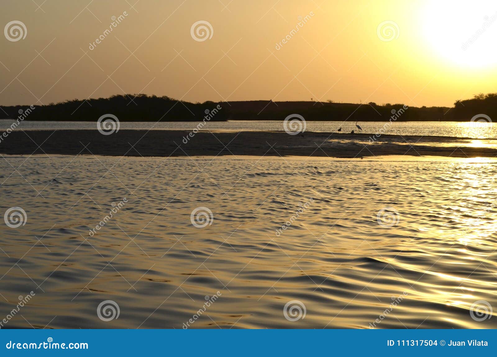 mangrove forests in the saloum river delta area, senegal, west africa