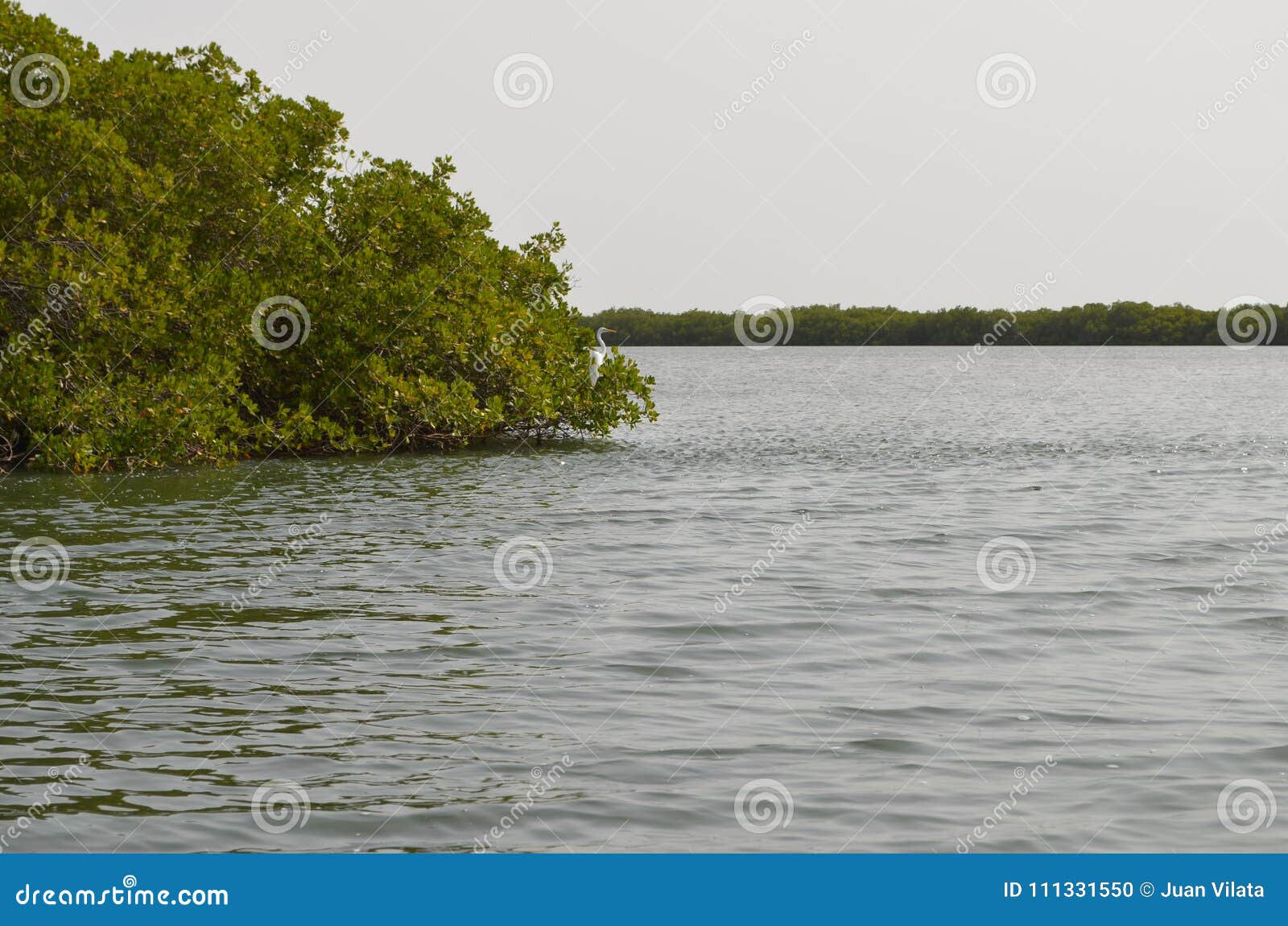 mangrove forests in the saloum river delta area, senegal, west africa