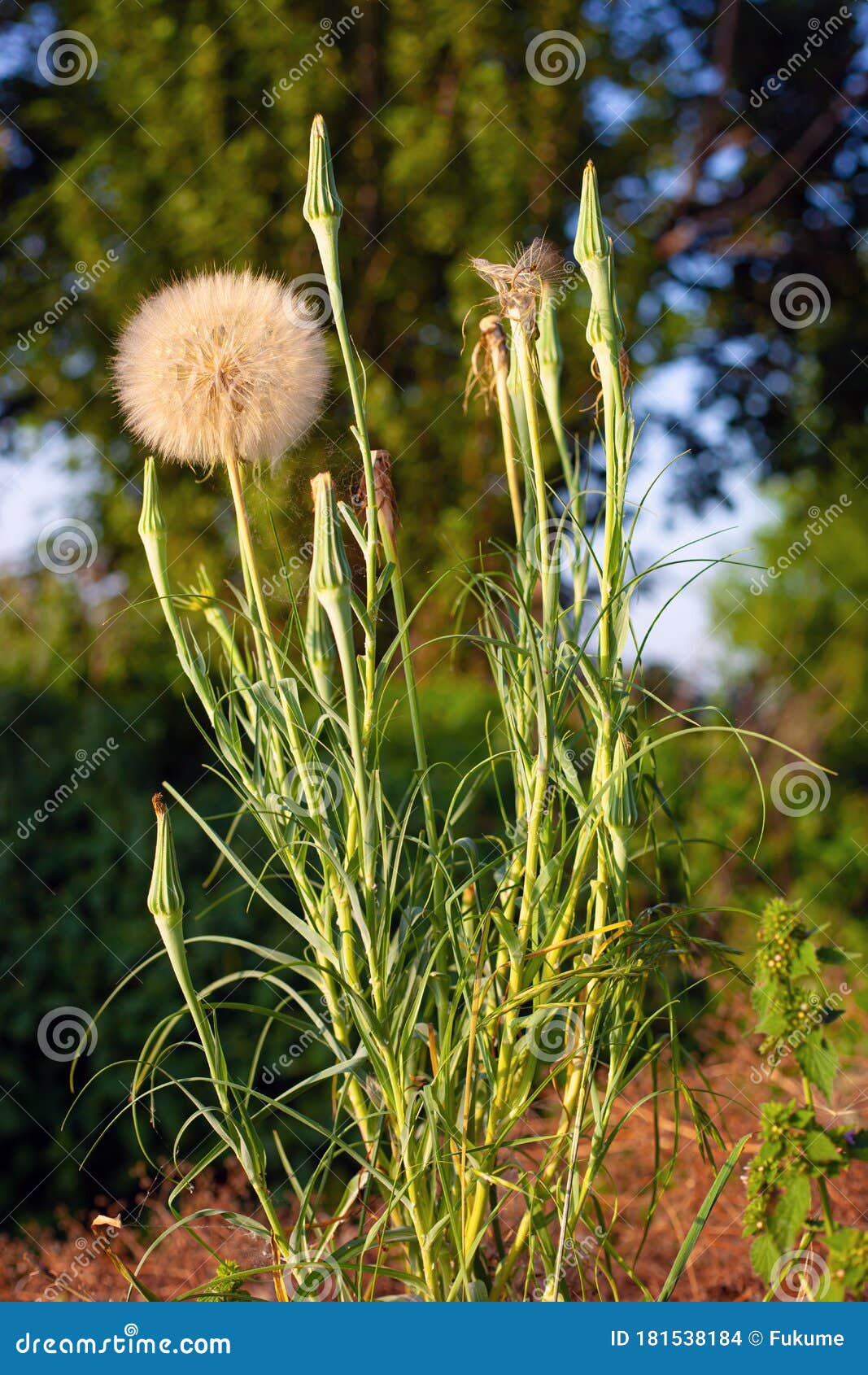 Salsify Spring Grassy Plant in Field Closeup, Big Dandelion Stock