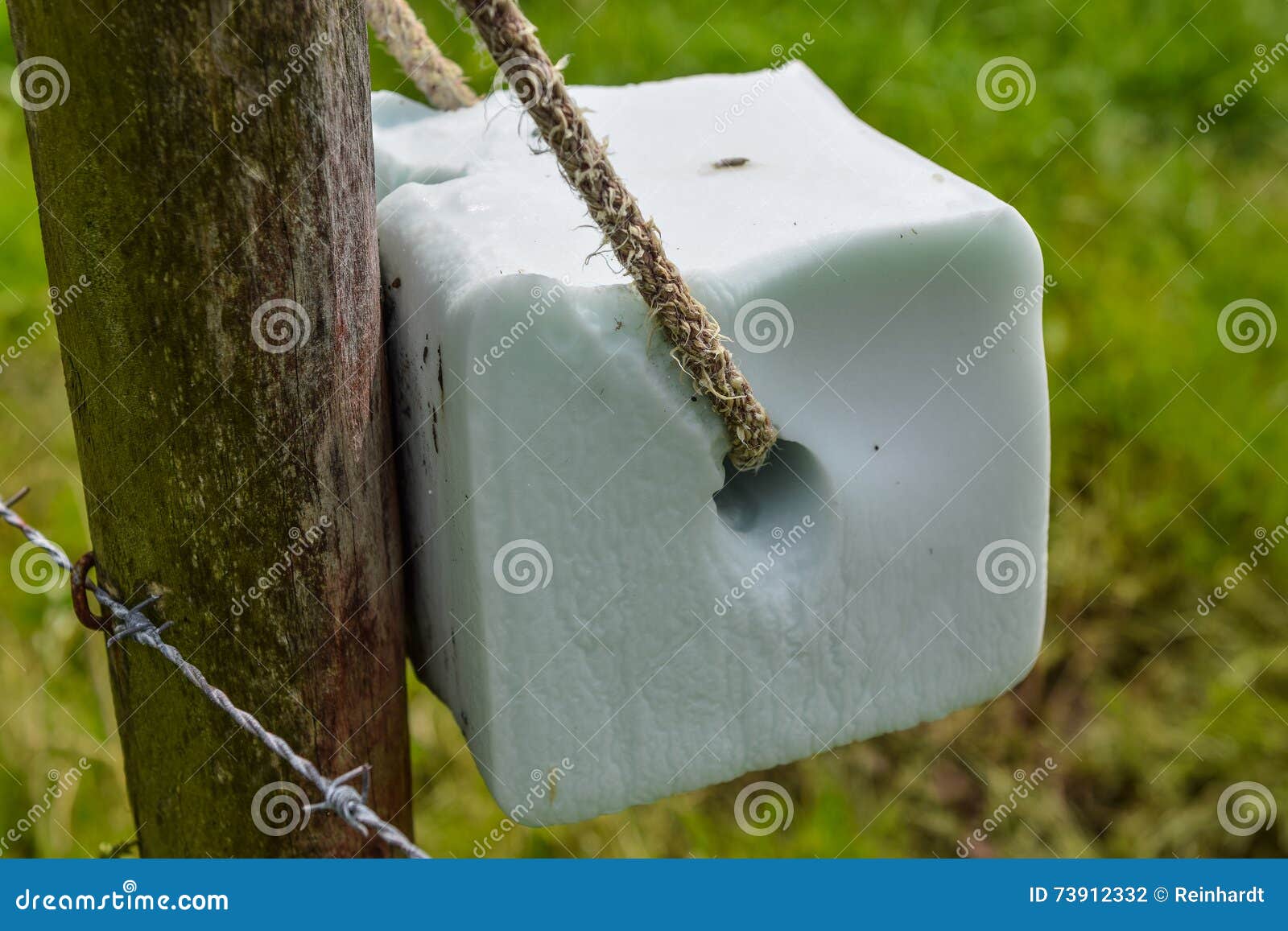 salt-lick-stone-tied-fence-providing-livestock-sodium-chloride-extra-minerals-73912332.jpg