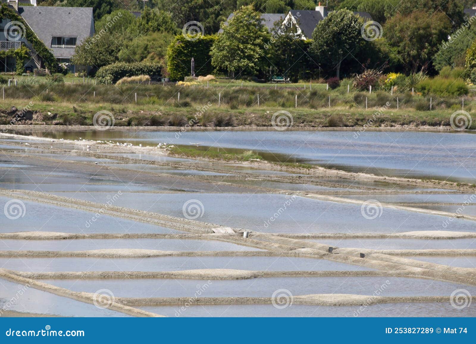 Salt Marsh in Brittany in Summer Stock Image Image of nature
