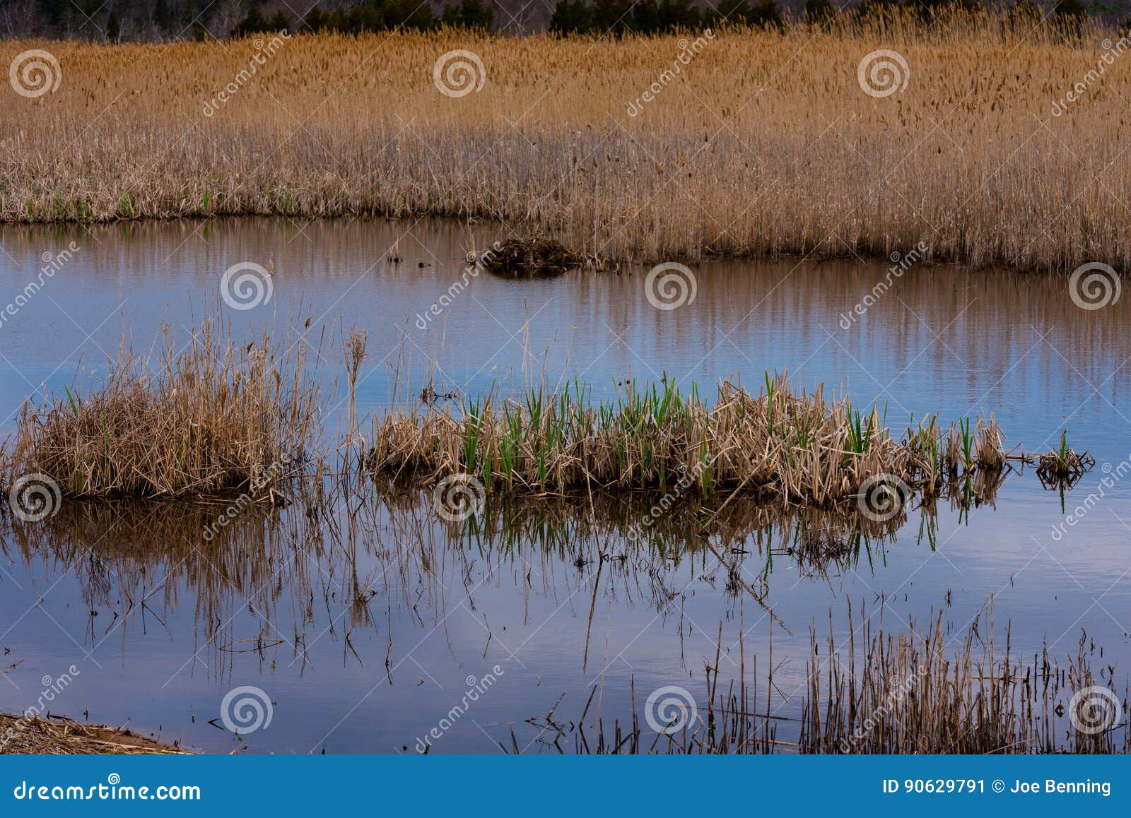 Salt Marsh Grasses in Water Stock Image Image of water, brown 90629791