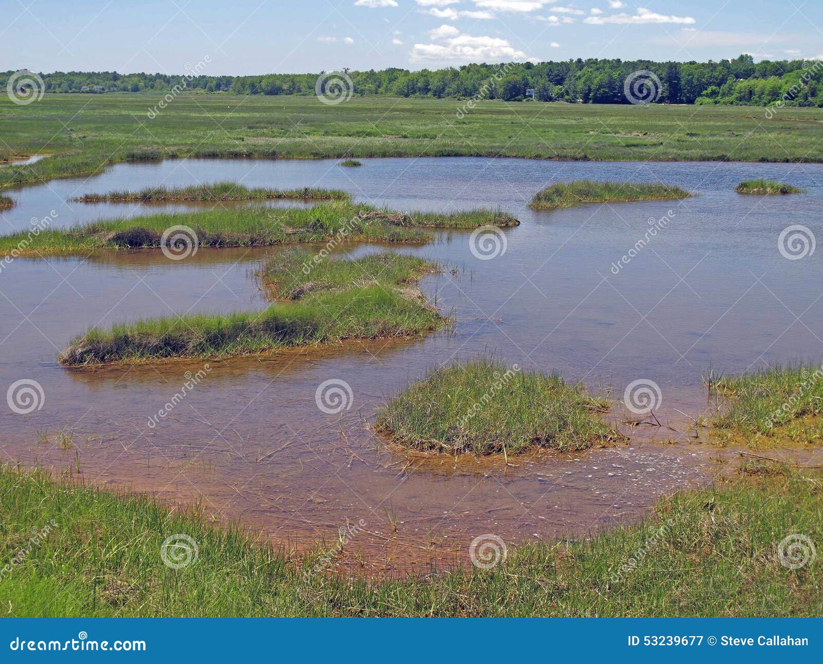 Salt marsh, Wells Maine stock image. Image of land, ecosystem 53239677