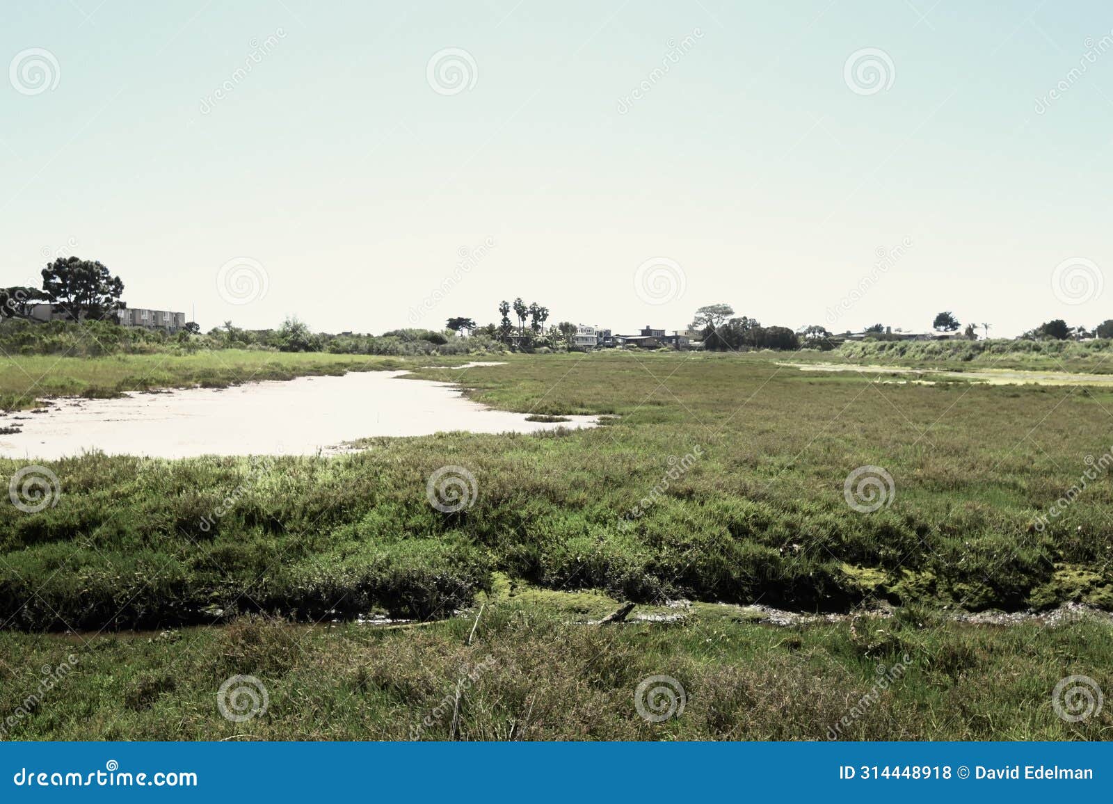 carpinteria california salt marsh 2024 5