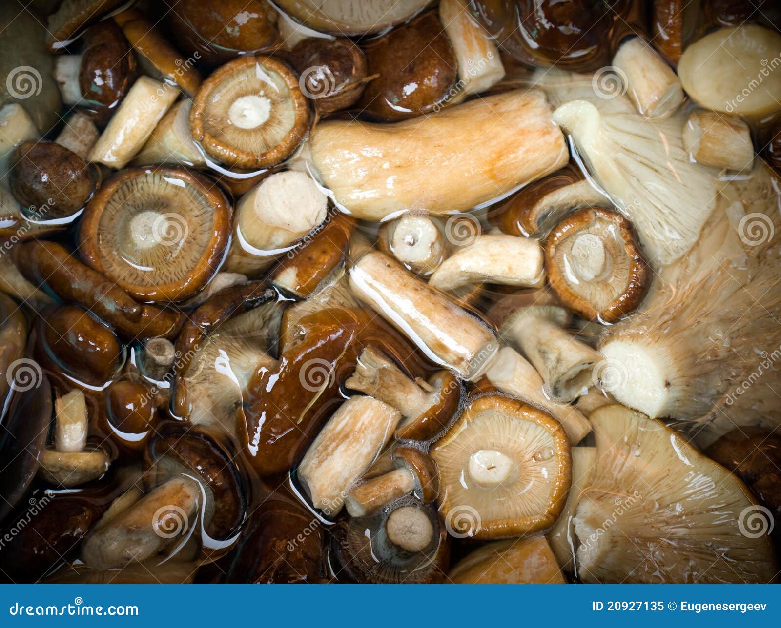 Salt mushrooms stock image. Image of kitchen, cook, edible 20927135