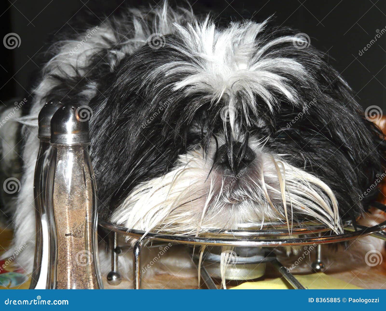Salt n pepper s dog stock image. Image of long, calm, metal 8365885