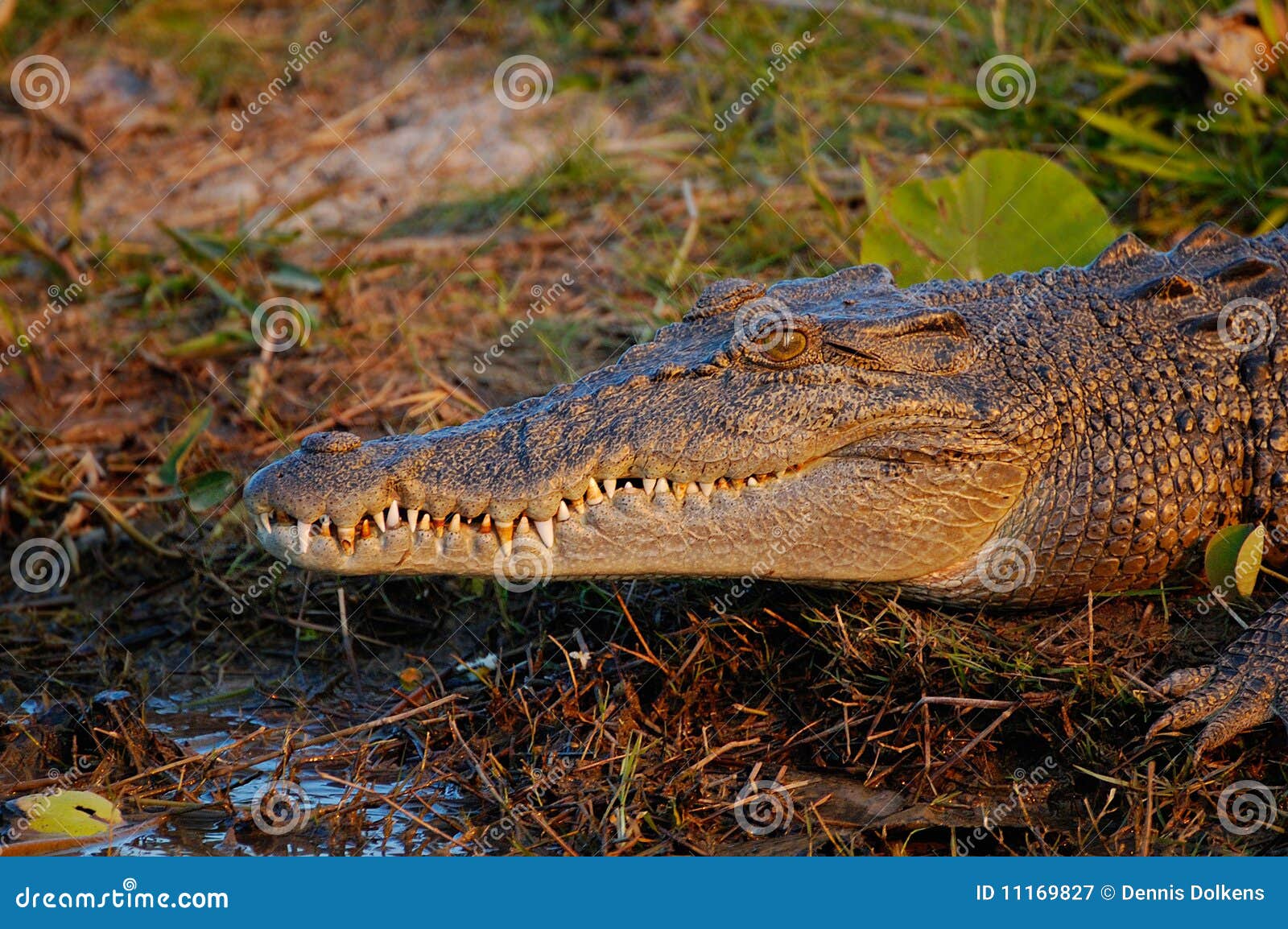 salt water crocodile