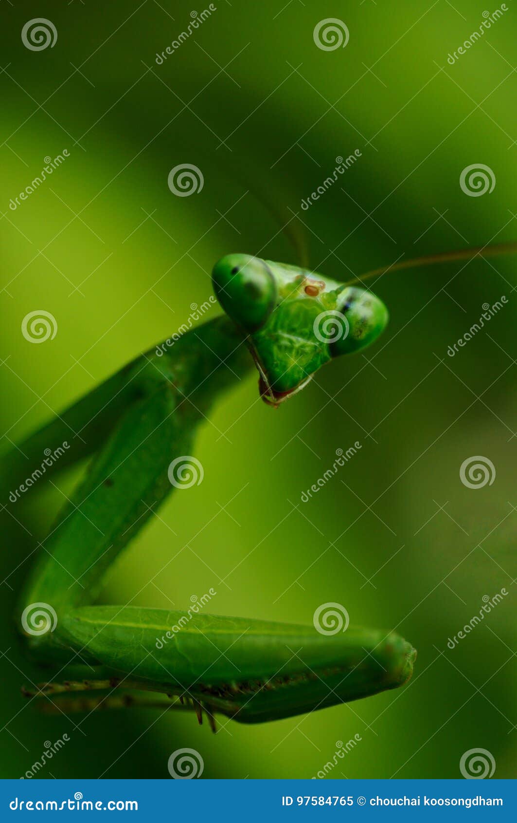 Saltamontes verde, cierre para arriba, foco selectivo. Ciérrese encima de saltamontes verde, o de predicador verde