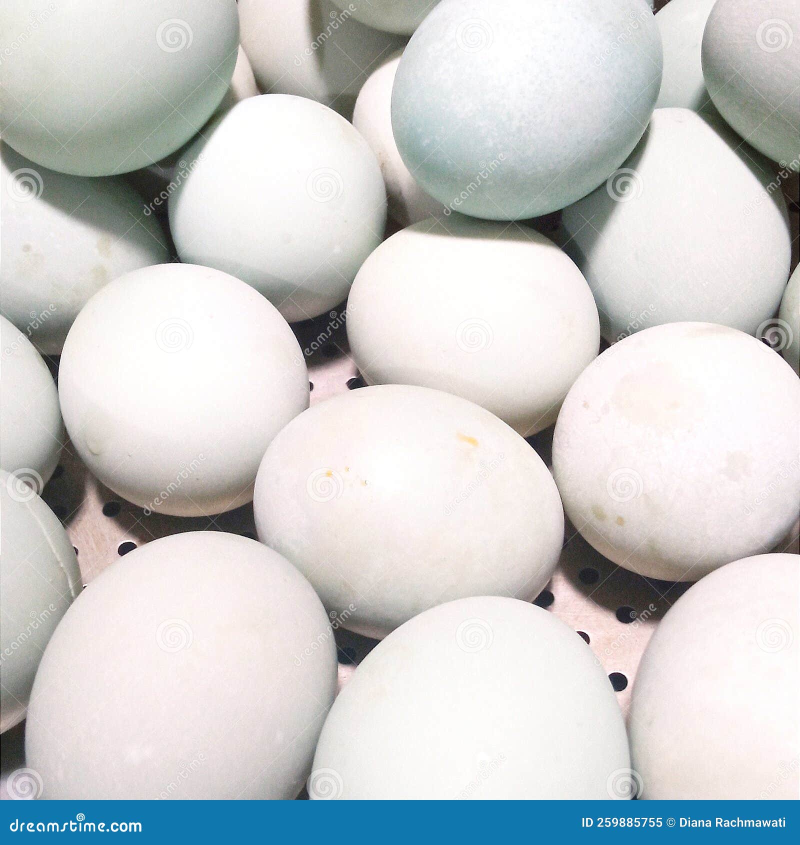 salted egg is a typical food of the brebes area, central java. the eggs used are duck eggs .