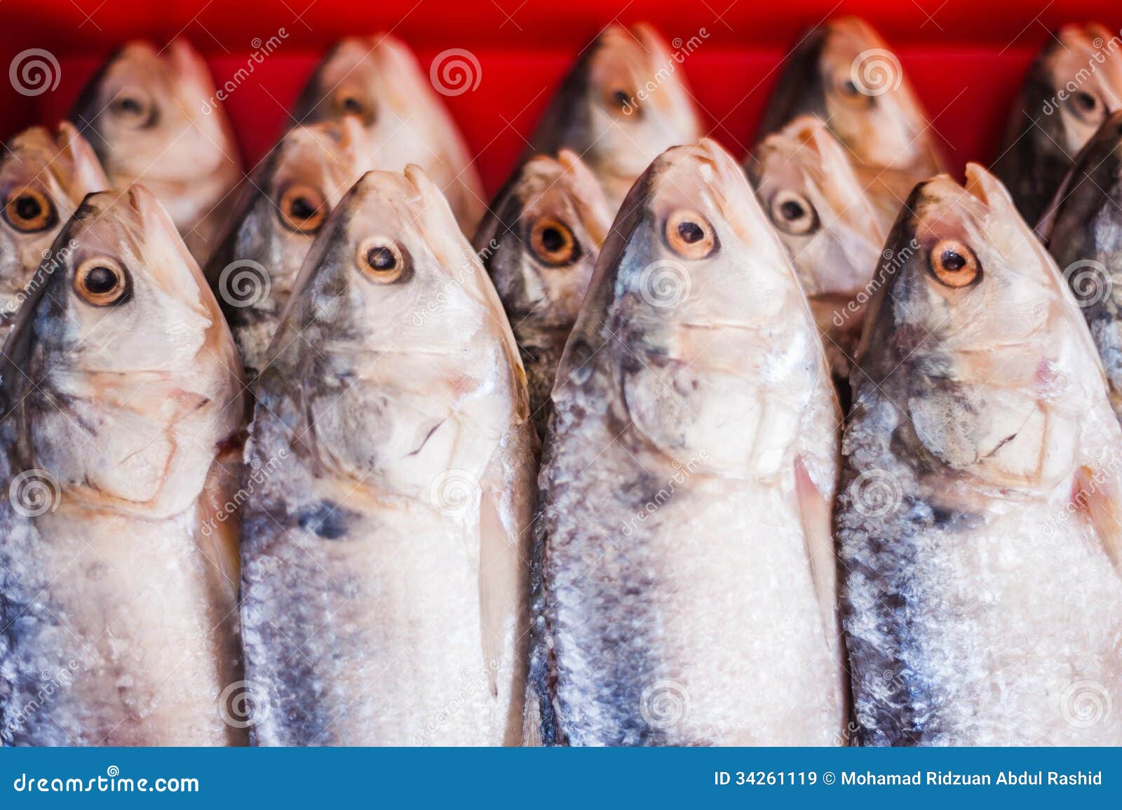 Salted Fish stock image. Image of animal, market, terobok 34261119