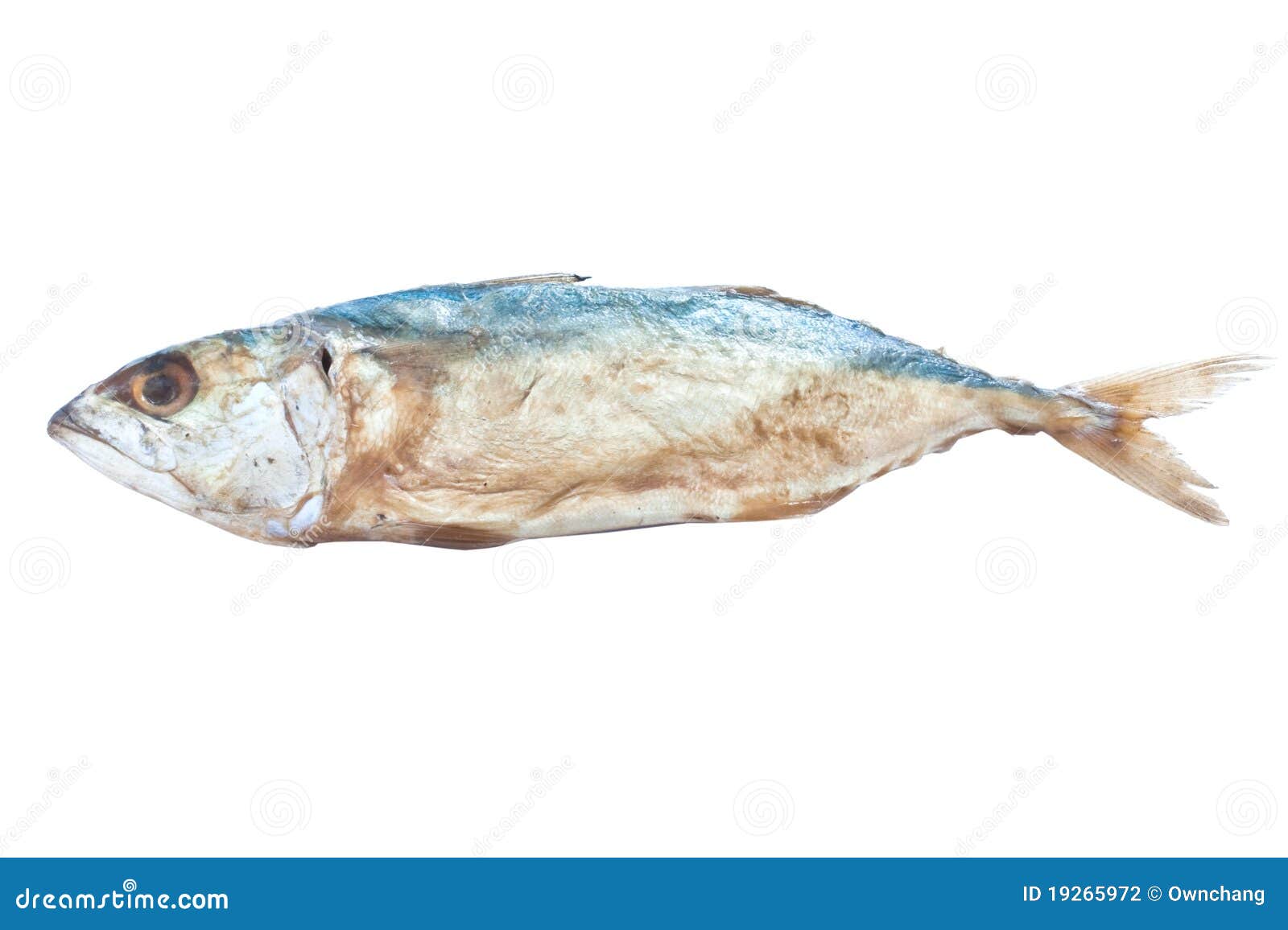 Salted mackerel. stock photo. Image of freshness, reflection 19265972