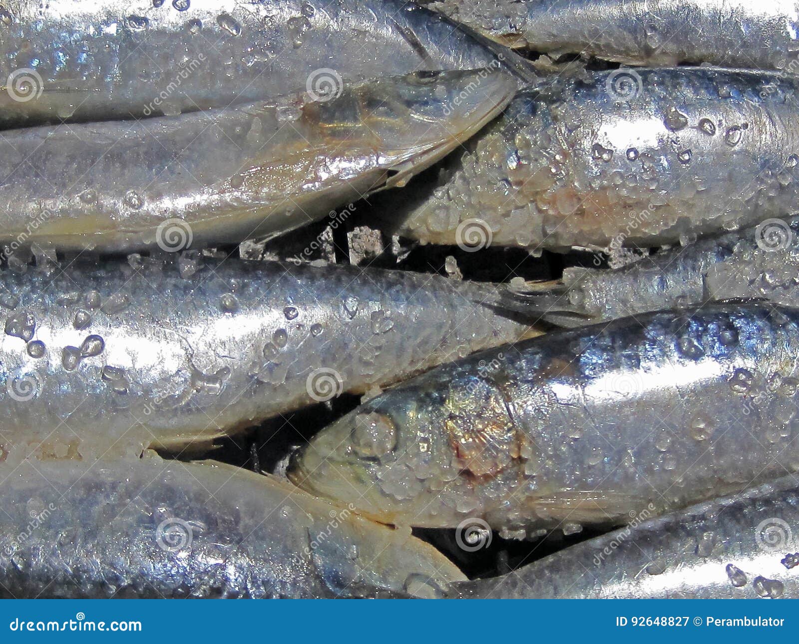 SALTED SARDINE FISH on the GRID Stock Image Image of nature, crystals