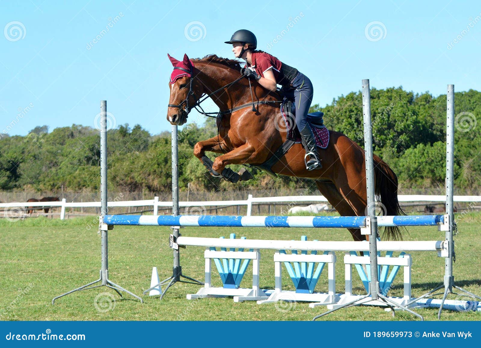 Cavalos de Salto: de A a Z – Cavalo de Salto Argentina