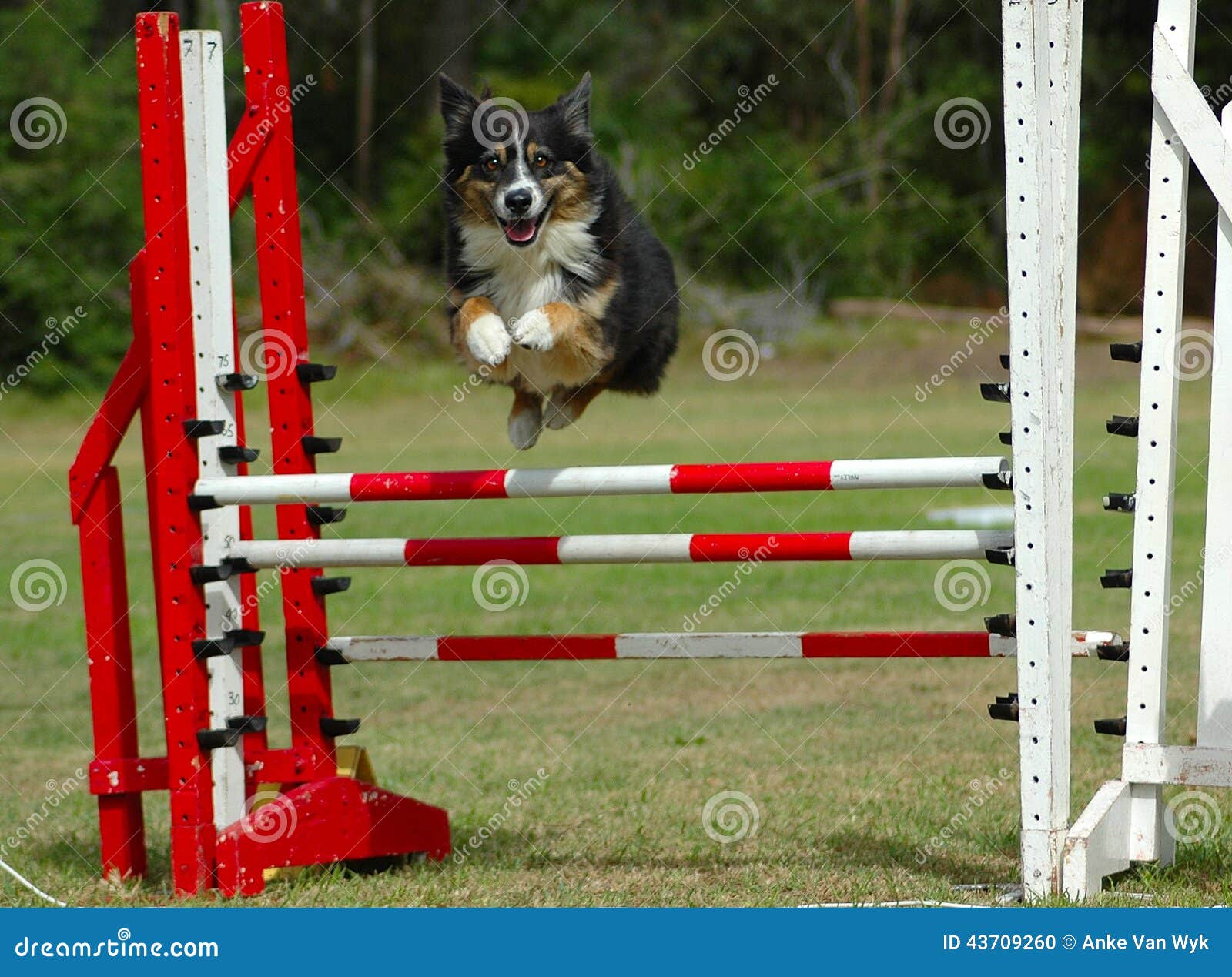 Salto entusiasmado do cão da agilidade. Cão de vista entusiasmado da agilidade com a expressão facial atenta que salta o último obstáculo com os olhos que centram-se sobre o meta