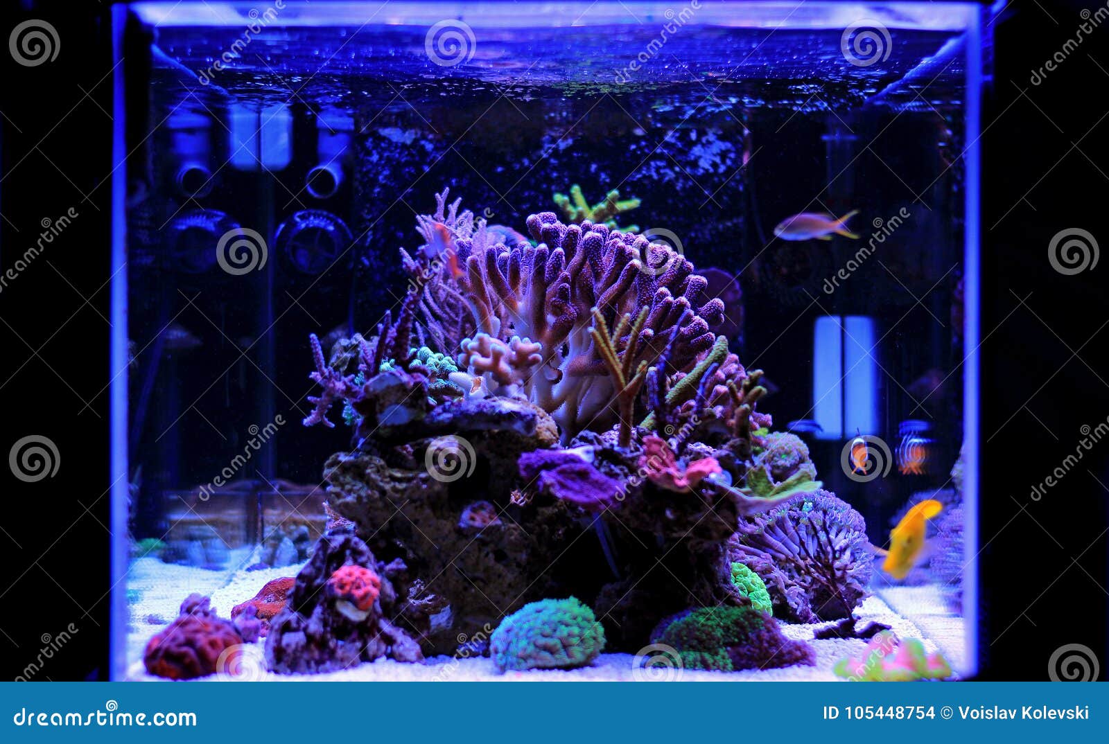 Saltwater Aquarium Coral Reef Tank Scene At Home Stock Photo Image Of Bright Life 105448754,Wagh Bakri Spiced Tea