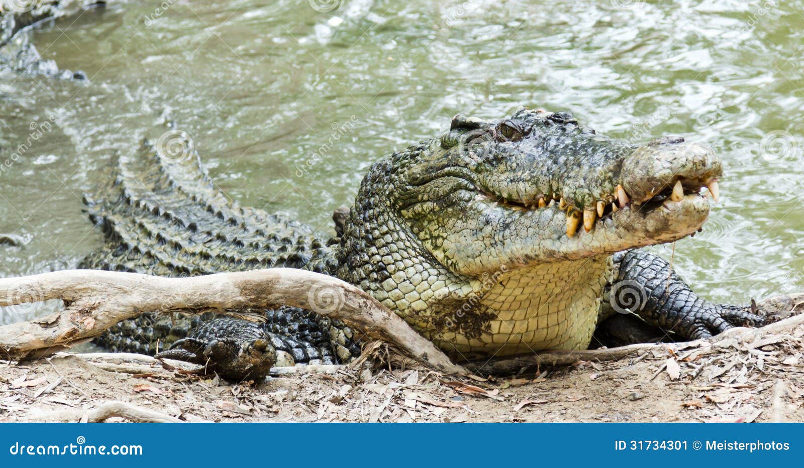 saltwater crocodile in australia