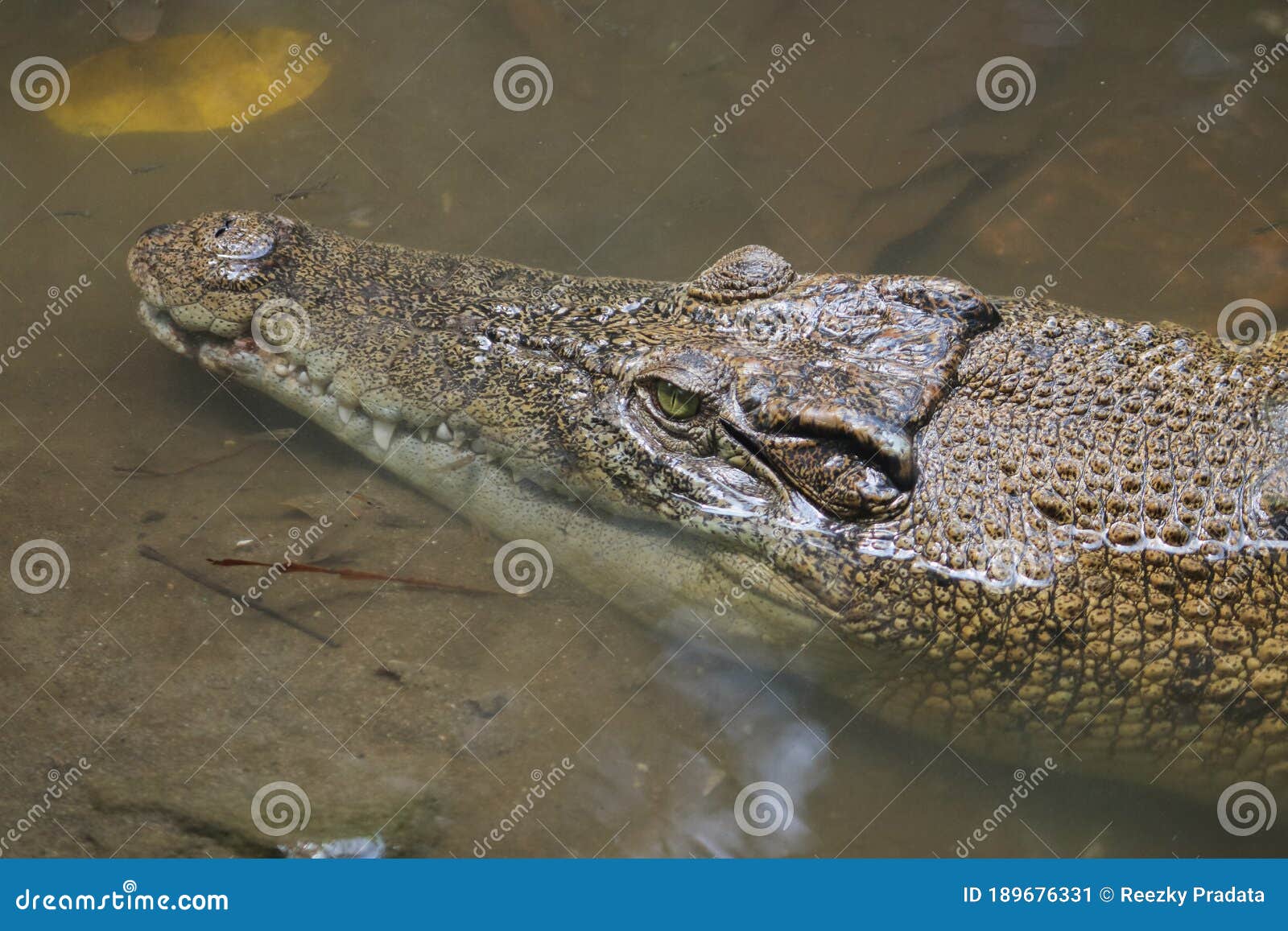 Saltwater Crocodile Porosus or Crocodile or Indo Australian Crocodile Man-eater Crocodile. Stock Image - Image of nature, carnivore: 189676331