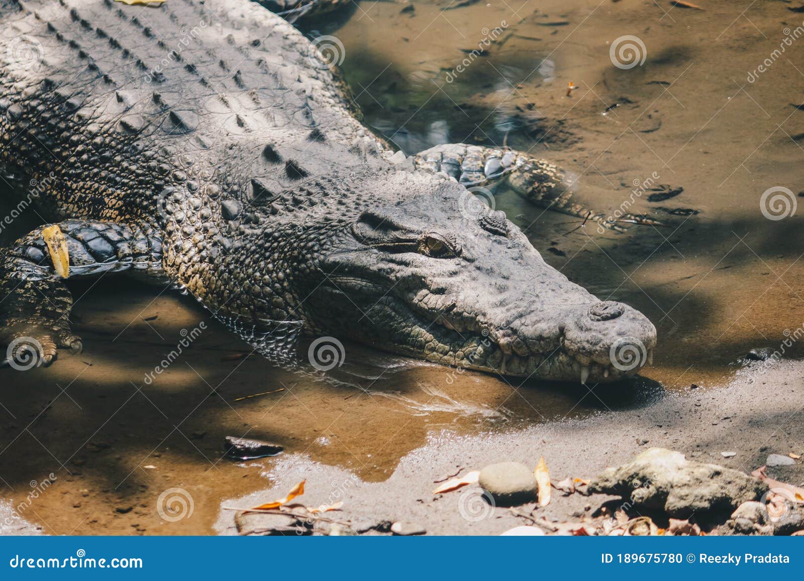 Saltwater Crocodylus Porosus or Crocodile or Indo Australian Crocodile or Crocodile. Stock Photo - Image danger, leather: 189675780