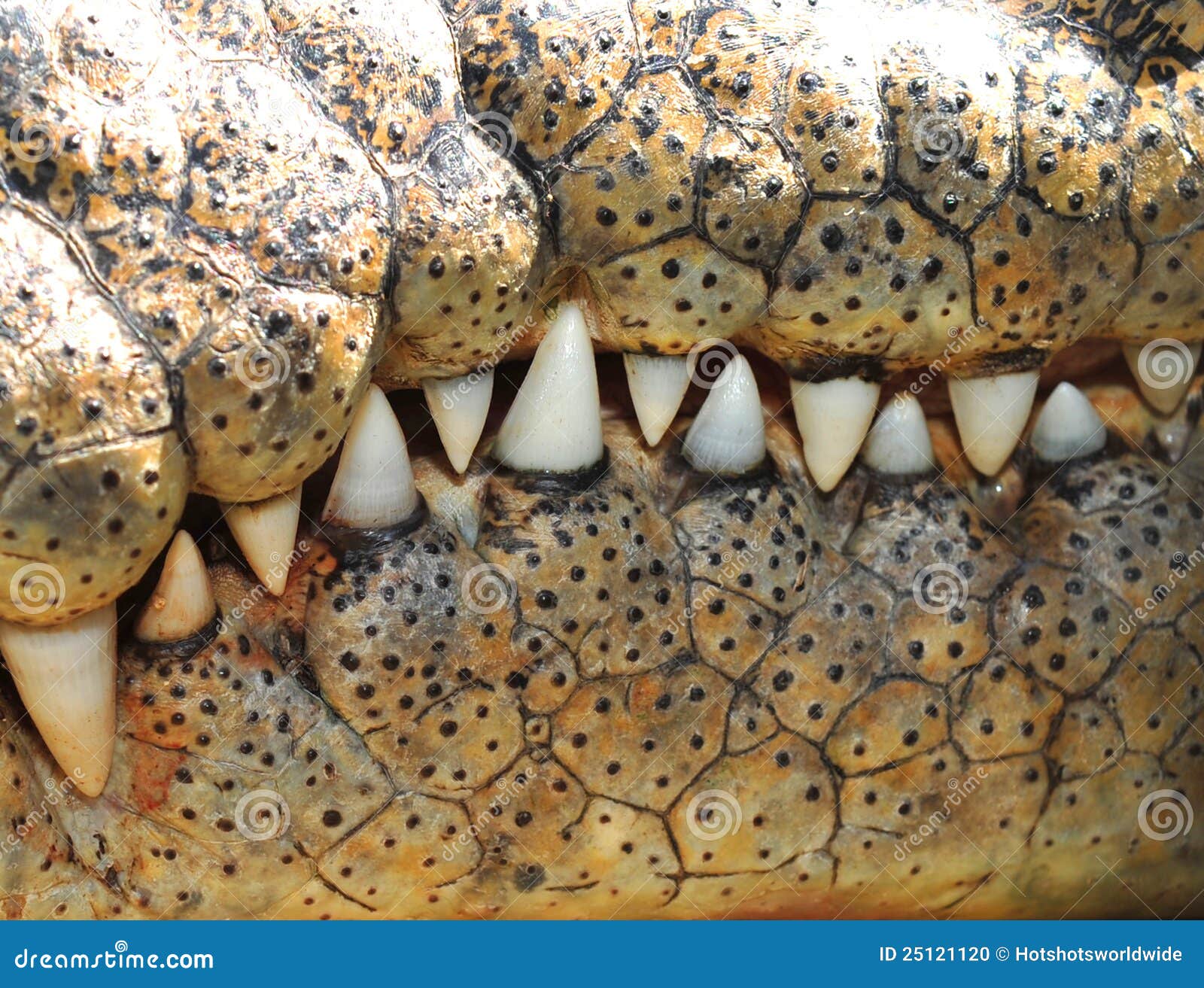 saltwater crocodile teeth ,queensland,australia