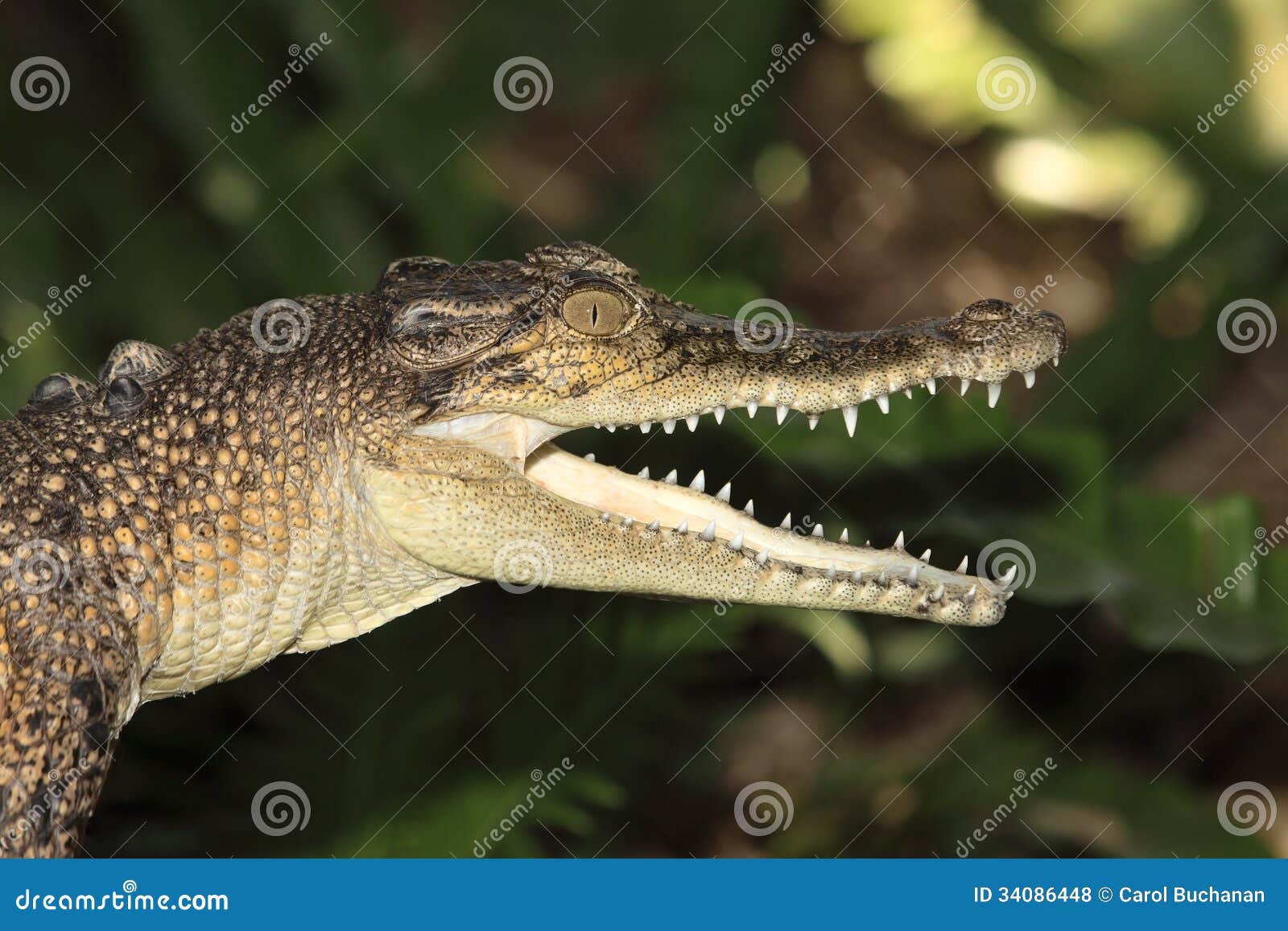 saltwater crocodile