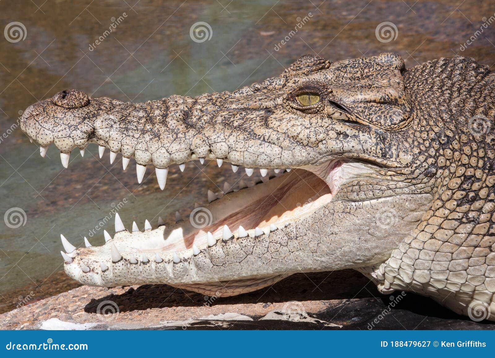 saltwater or estuarine crocodile