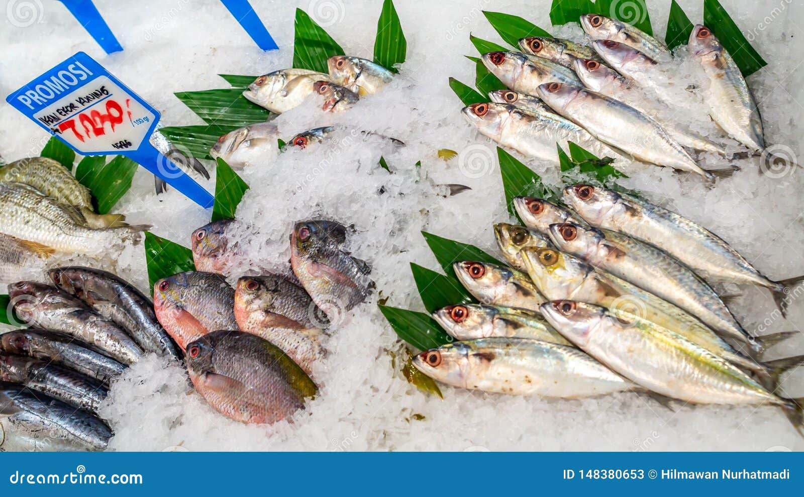 best saltwater fish store online best saltwater fish store online
