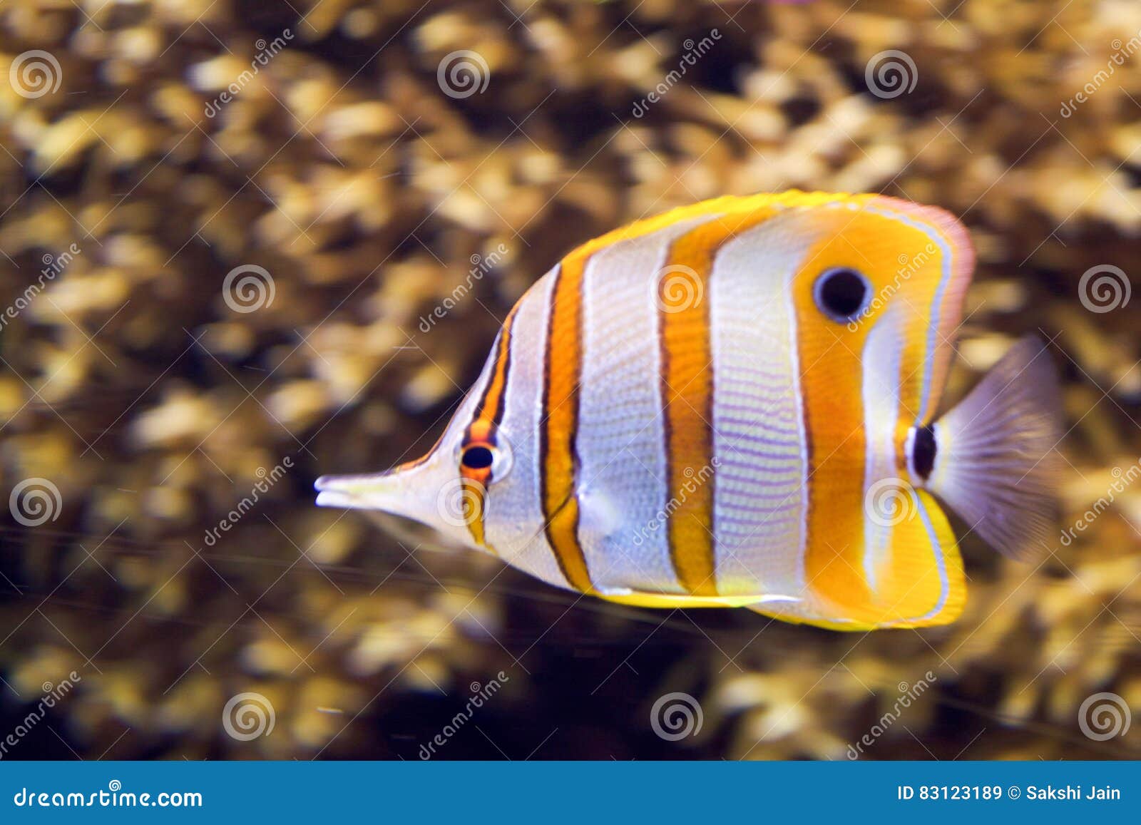 A Saltwater Fish Under Water Stock Image Image of city, underwater