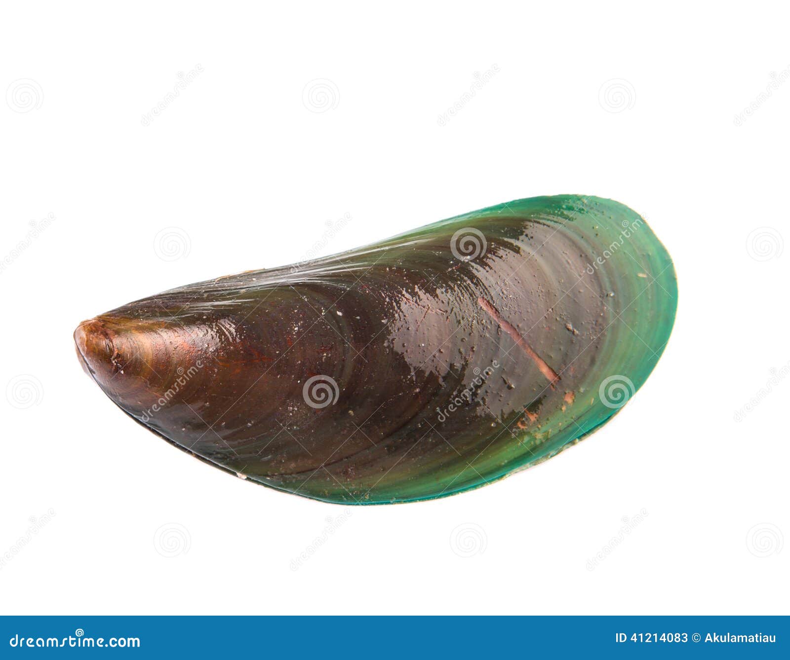 Saltwater Mussel I stock image. Image of foot, threads 41214083