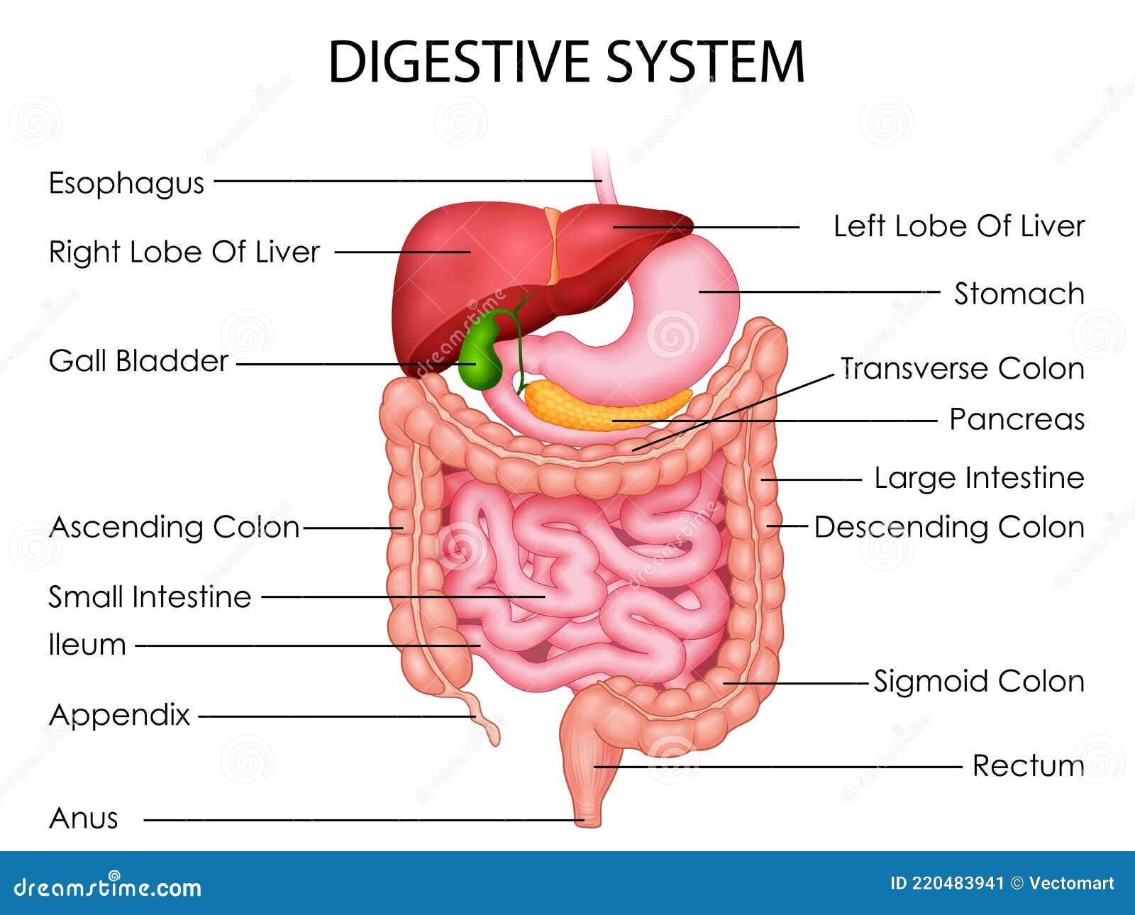 Salud Y Educación Médica Dibujo Gráfico Del Sistema Digestivo Humano Para El  Estudio De La Ciencia Biología Ilustración del Vector - Ilustración de  educativo, gastrointestinal: 220483941
