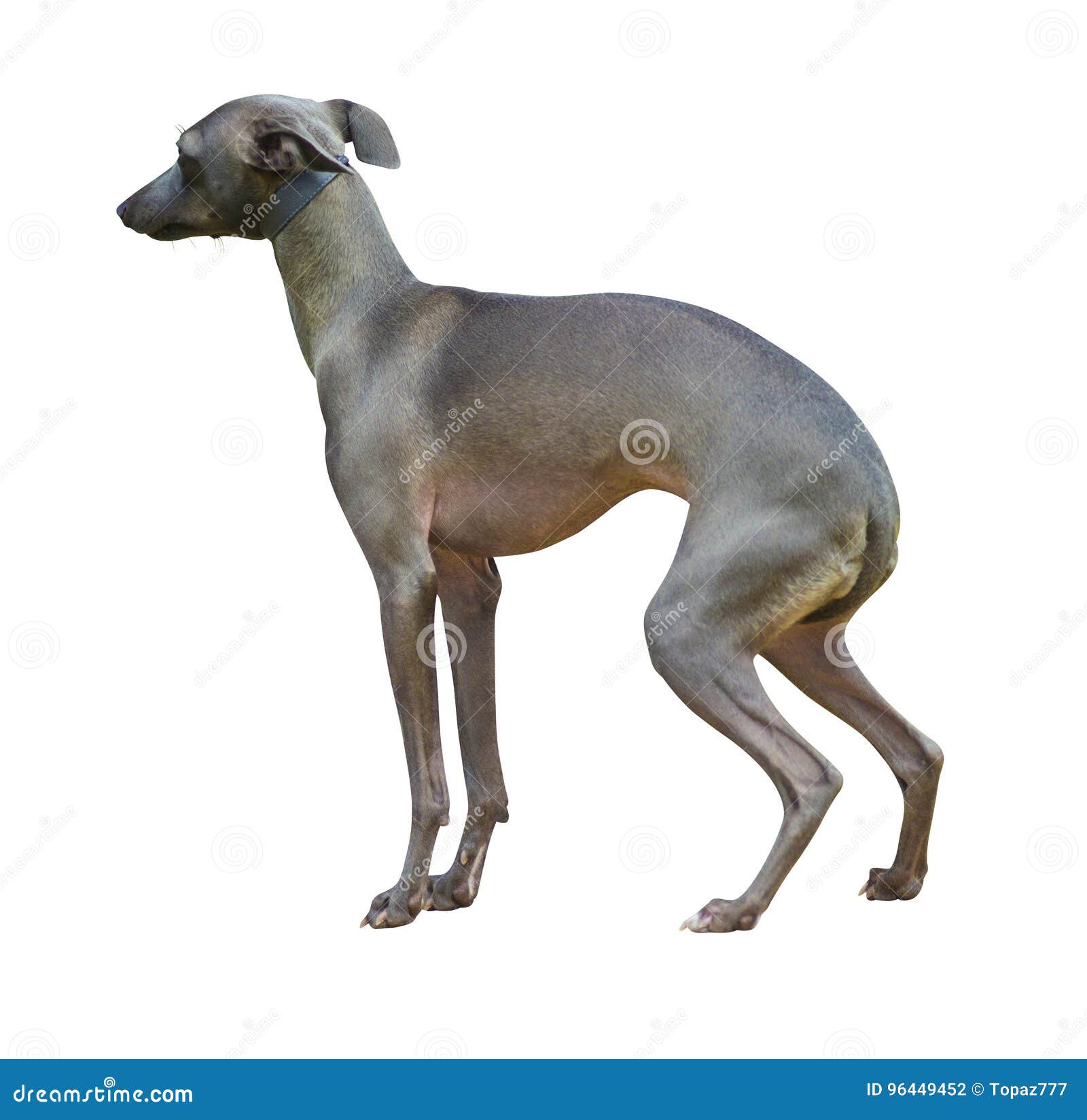 Saluki & X28; Персидское Greyhound& X29; прелестный щенок Saluki на белизне  Salu Стоковое Фото - изображение насчитывающей любимчик, разведенными:  96449452