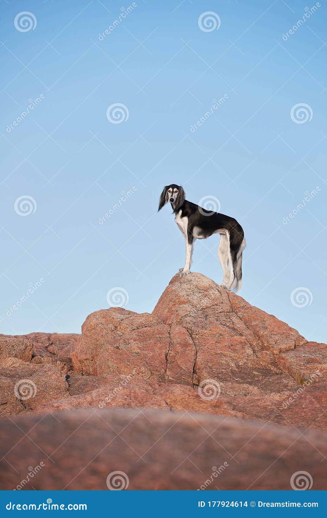 saluki black dog breed at naturales at the rock