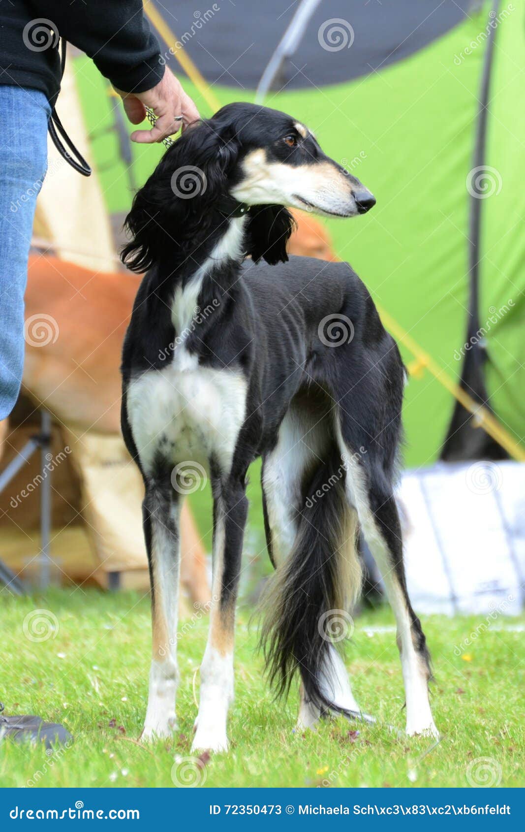 Saluki in a dog show stock image. Image of tricolor, saluki 72350473