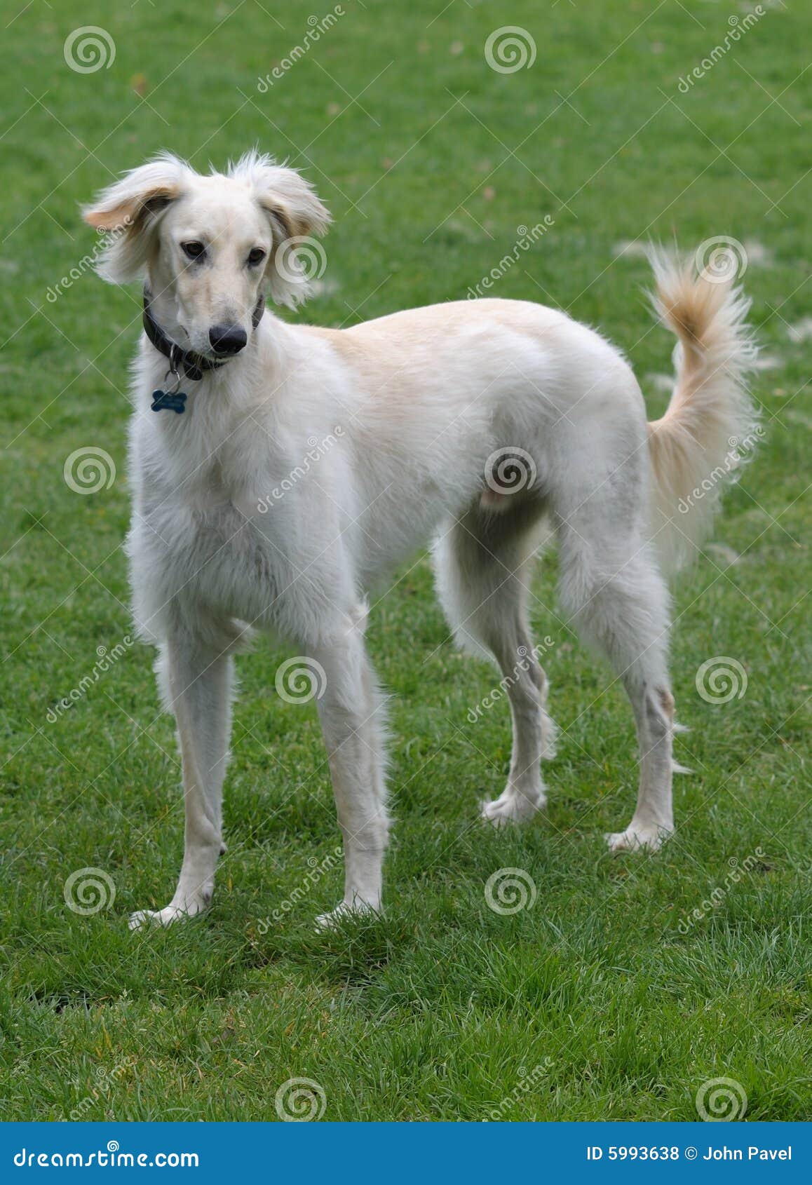 Coats For Saluki Dogs