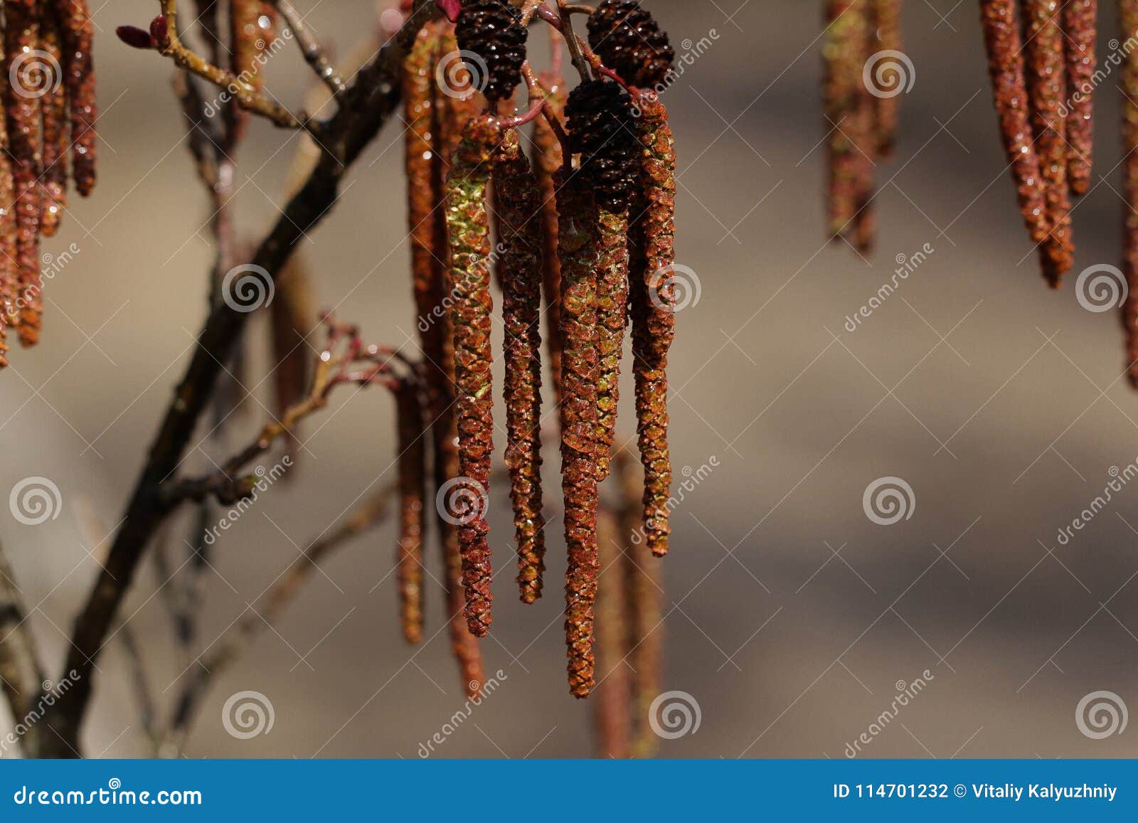 Salute 2018 Cerkassy della primavera, albero di regione dell'Ucraina di bellezza. Nuovo albero di regione di Cerkassy di vita della primavera 2018
Salute, albero di bellezza