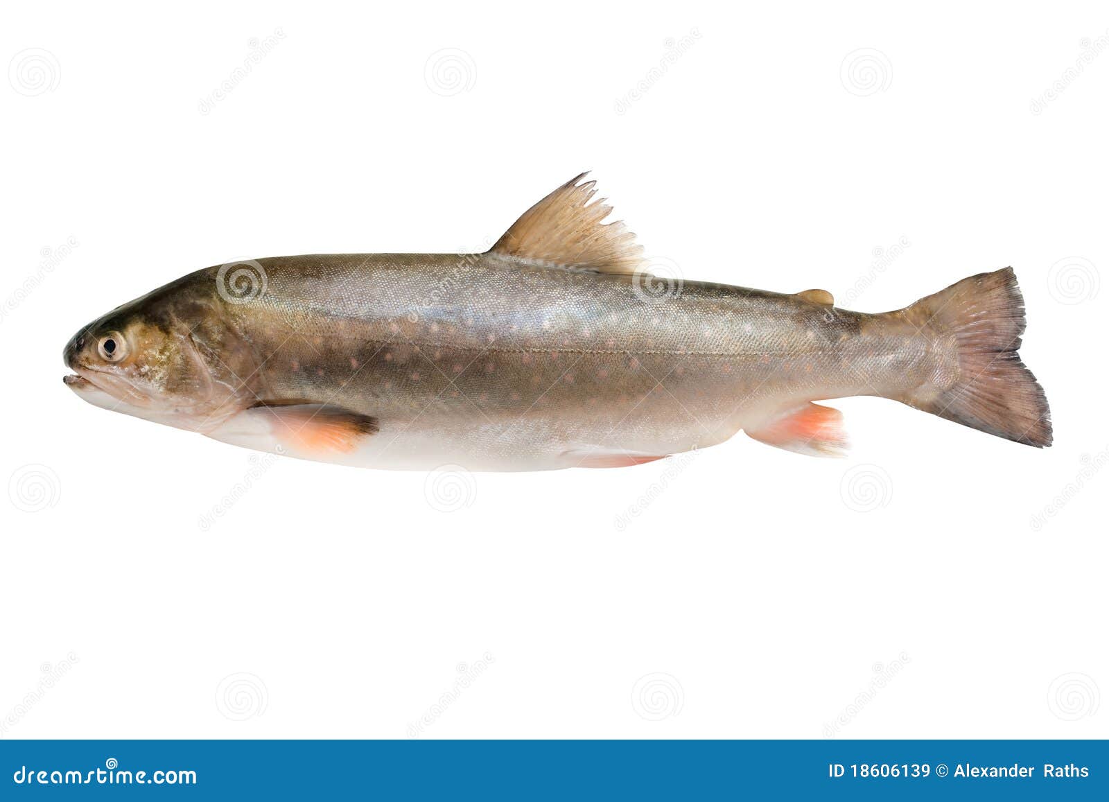Salvelinus, salmonid stock afbeelding. Image of gezond 18606139