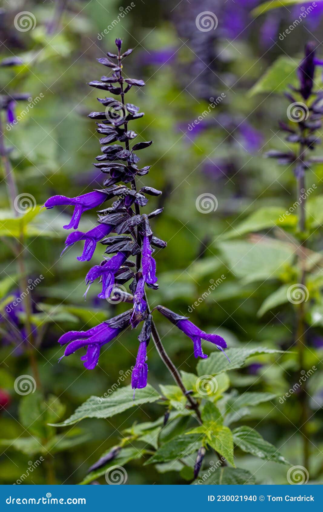 salvia amistad