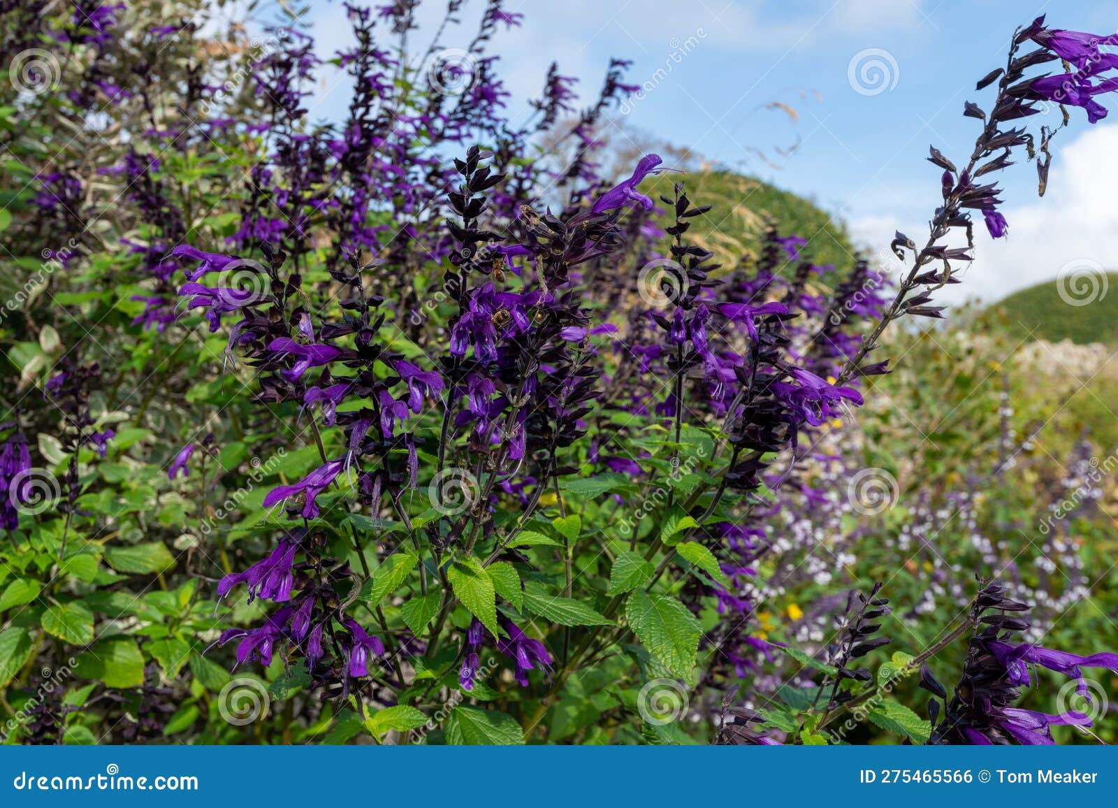 salvia amistad flowers