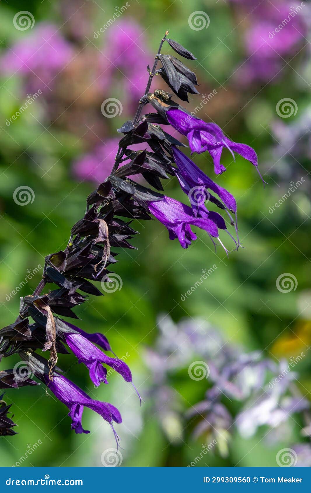 salvia amistad flowers