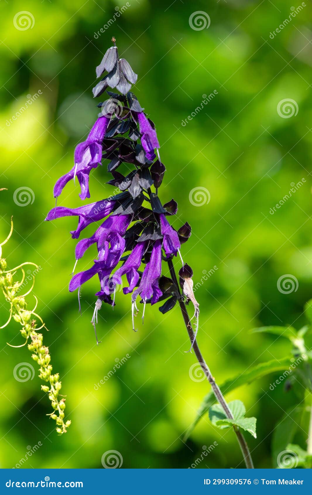 salvia amistad flowers