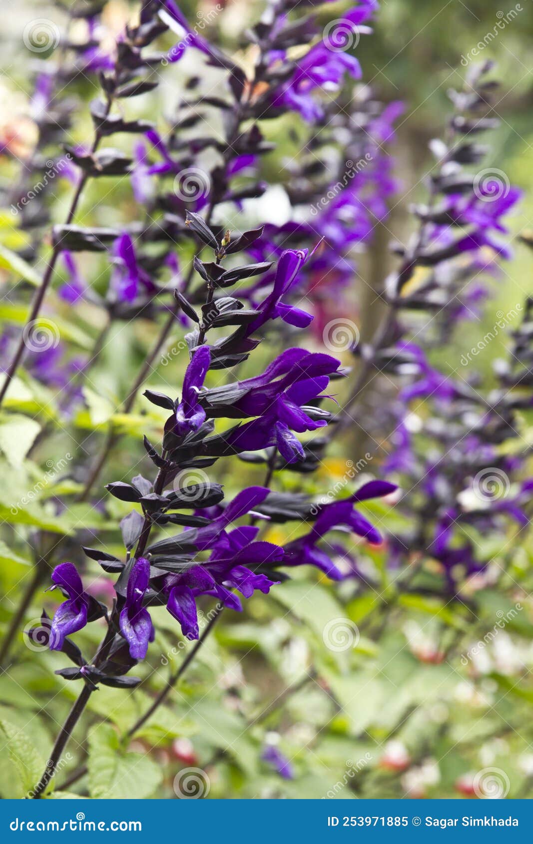 salvia amistad