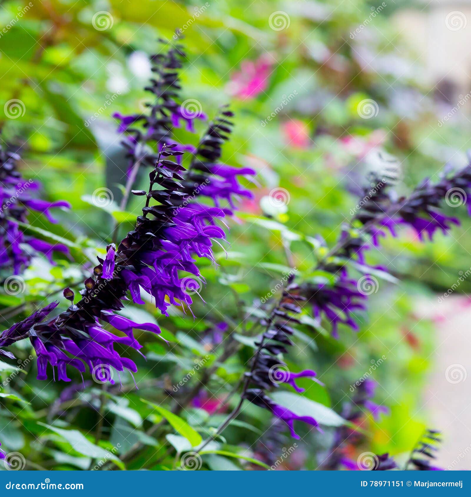 salvia amistad large sage huge violet purple flowers lamiaceae