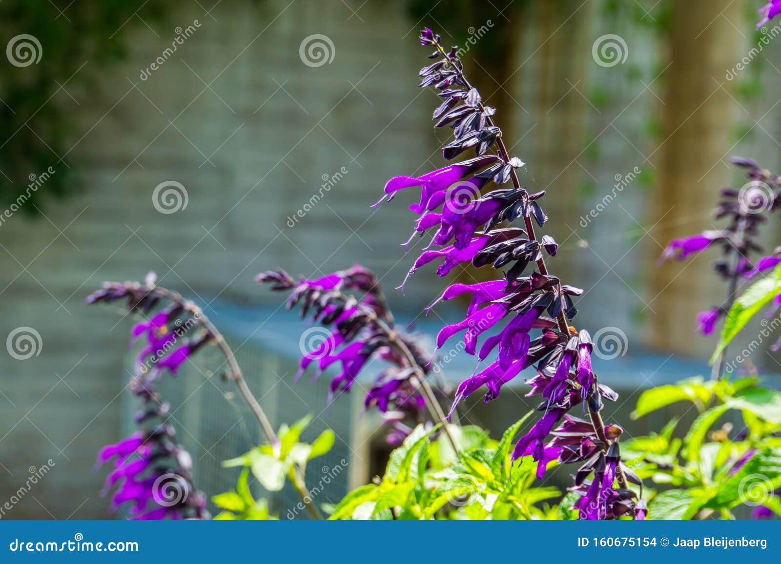 Salvia Amistad, Sage Cultivar Specie from Europe, Herbaceous Plant ...