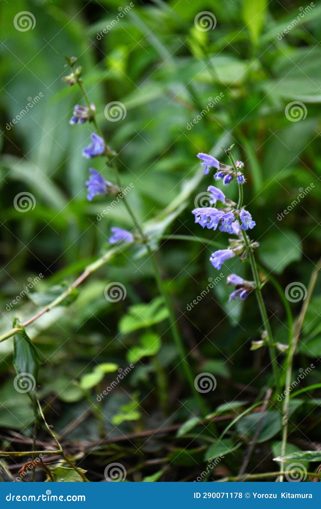 salvia japonica flowers. japanese name 'akino-tamuraso'.